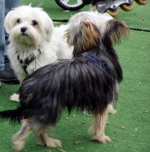 kleine hunde im kurs kleine hunde im kurs