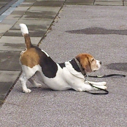 Beagle verbeugt sich