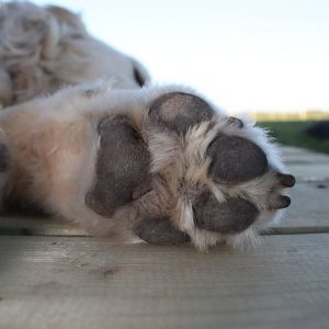 Lösungen auf leisen Sohlen Lösungen auf leisen Sohlen - im Online Coaching für HundehalterInnen
