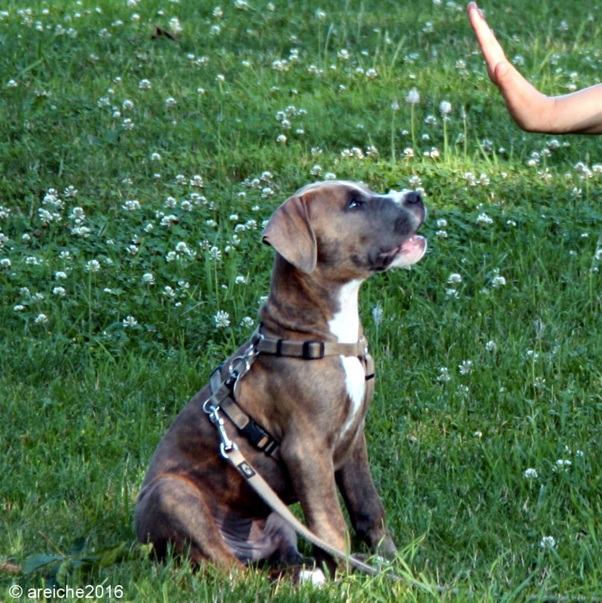 Bleibübung mit jungem Hund c)areiche2016