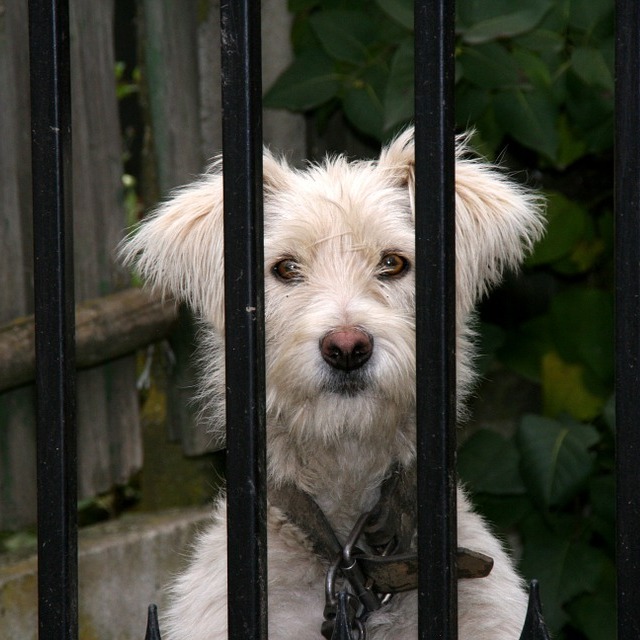Hund hinterm Zaun