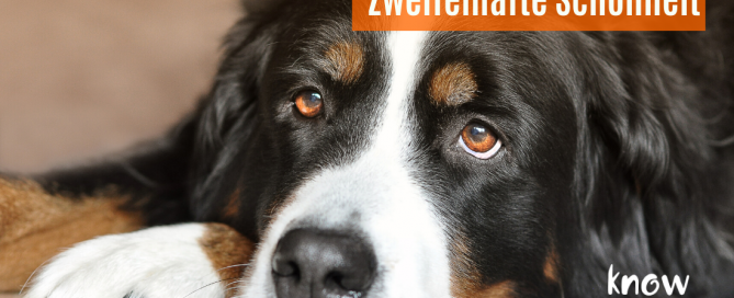 berner sennenhund