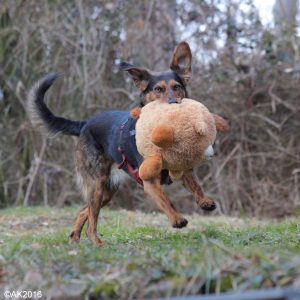 das-ganz-kleine-stofftier großer hund und das tolle Spielzeug c)akt2016