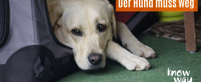 Hund in der Box