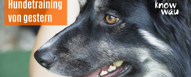 Hundetraining von gestern oder mit Blick auf den Hund