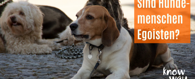 Hunde in der Stadt