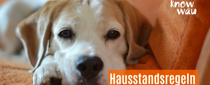 Hund auf der Couch