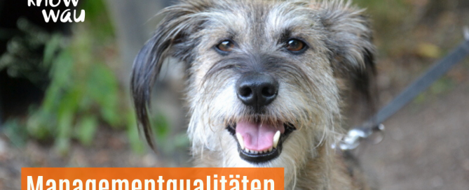 Hundehaltung braucht Management
