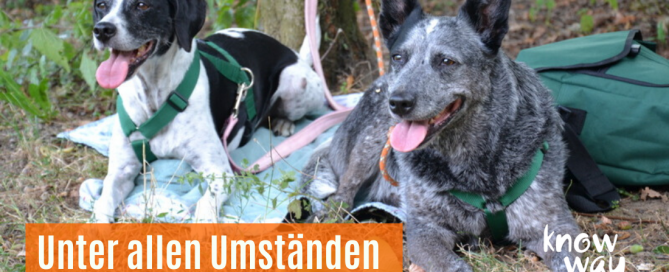 Hunde warten trotz Ablenkung