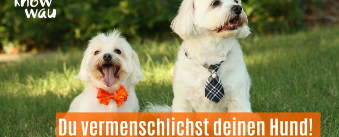 Hunde mit Schlips und Kleidung