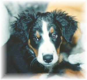 baby berner