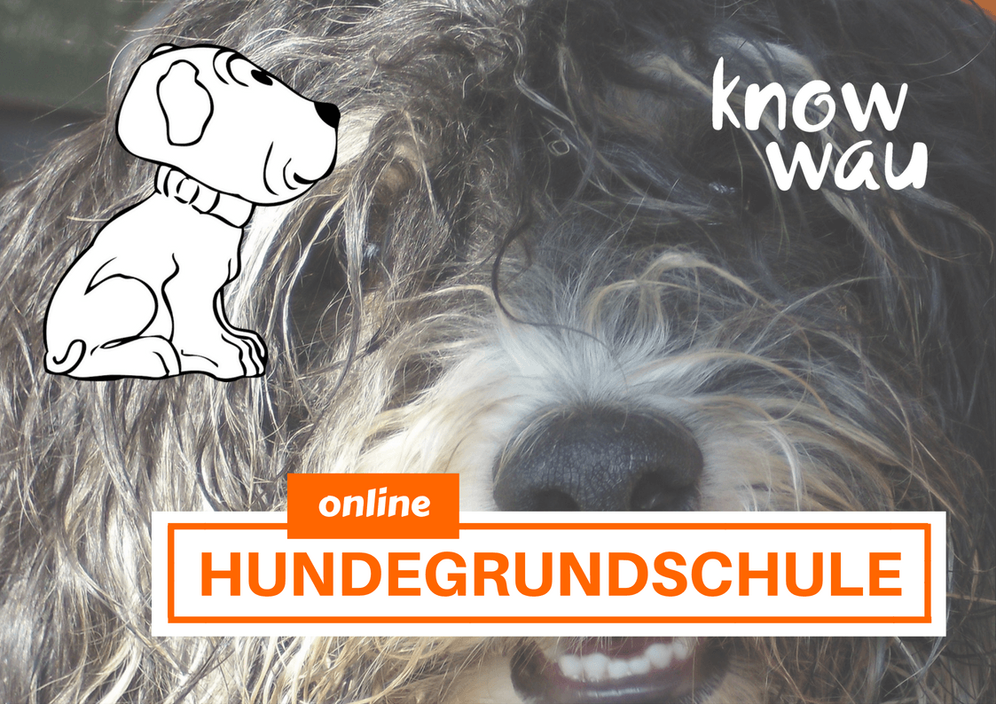 Hundegrundschule