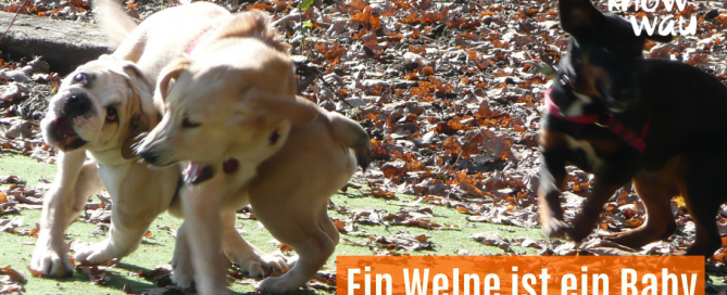 Ein Welpe ist ein Baby
