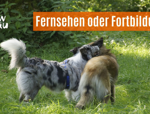 Fernsehen oder Fortbildung