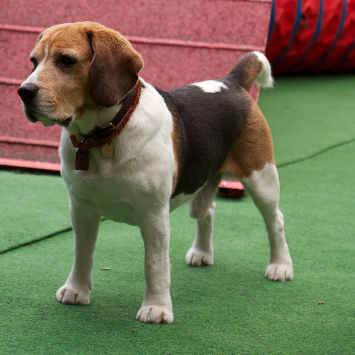 beagle vor der a-wand