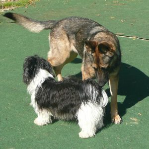 jugend unter sich jugendliche hunde