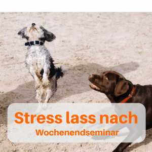 Stress lass nach 2 hunde am strand