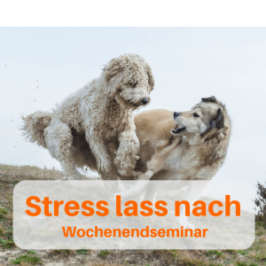 Stress lass nach zwei helle hunde