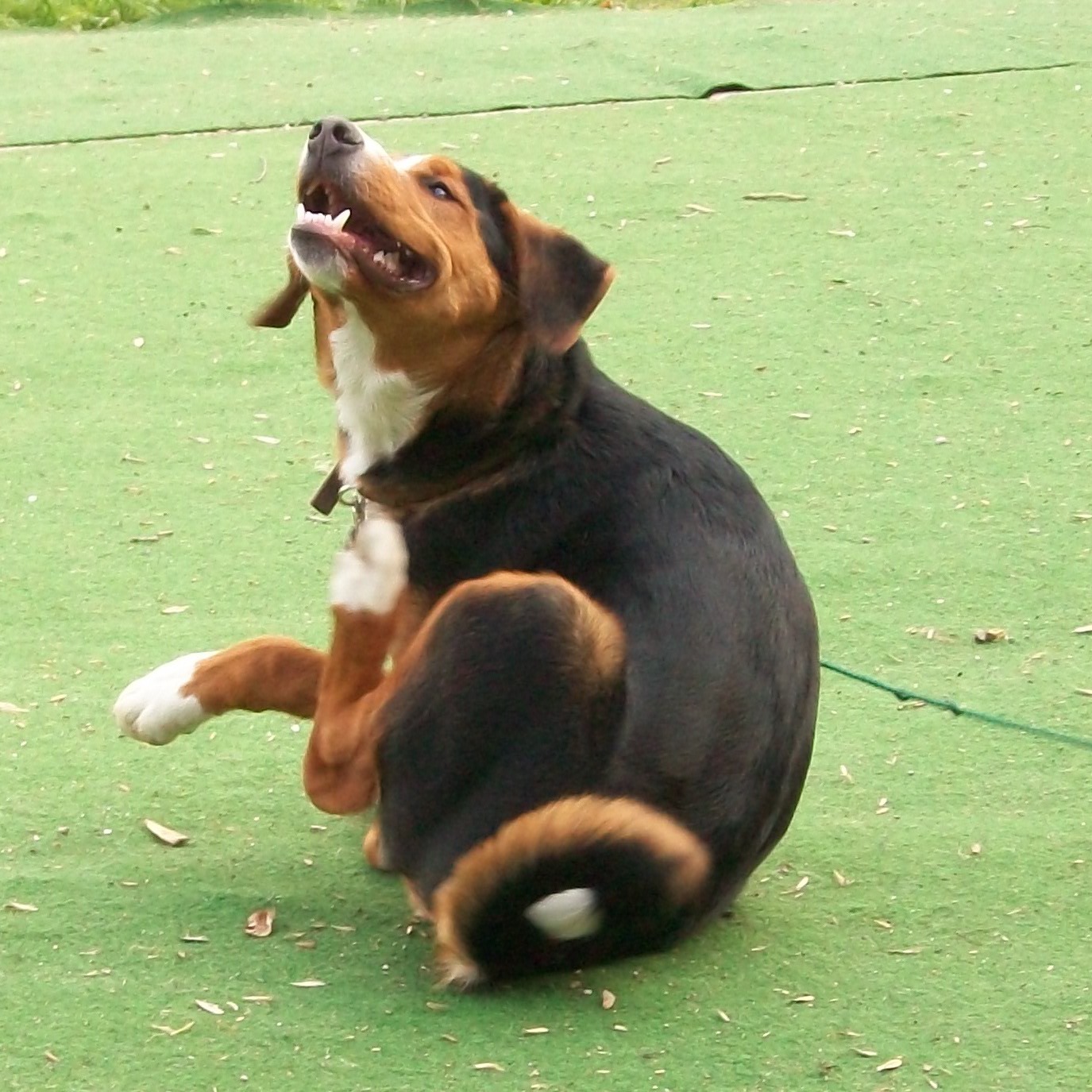 Problemhunde und Hundeprobleme