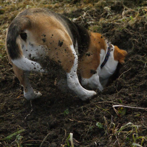 Hundeerziehung leicht - auch für Beagle