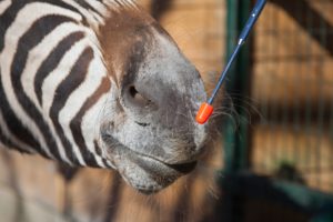 zebra beim targettraining