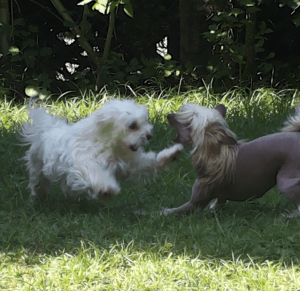 kleine hunde spielen