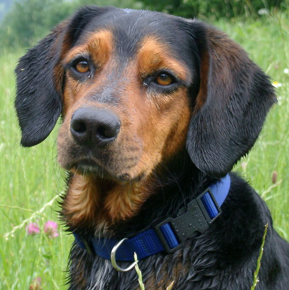 Trauer, Schock, Angst, Verzweiflung treffen auch Hunde