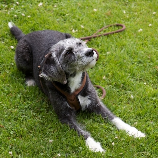 Hundegrundschule - Hundeerziehung 
