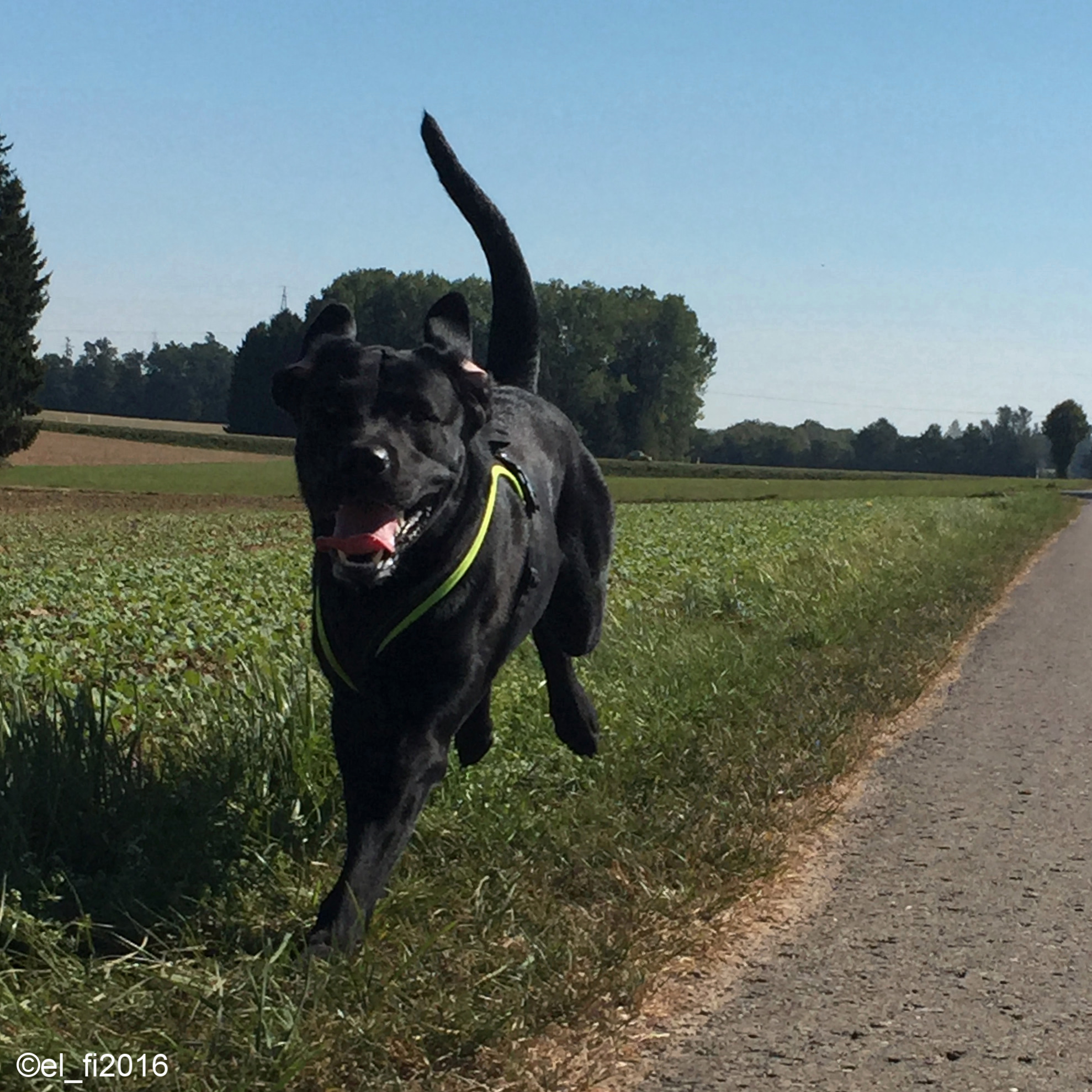 hund rennt Hund rennt