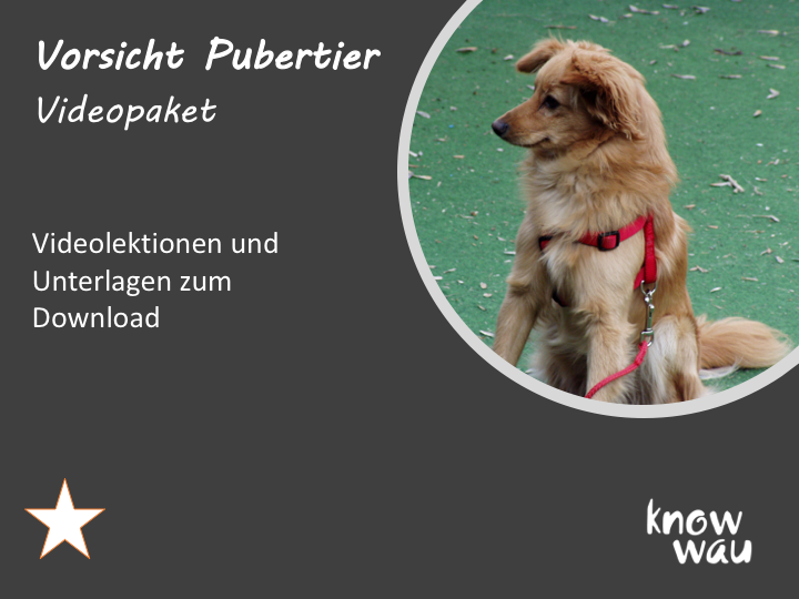 Hund in der Pubertät