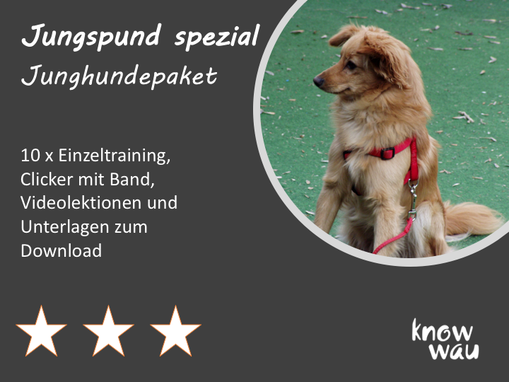 Hund in der Pubertät