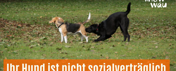 Ihr Hund ist nicht sozialverträglich?