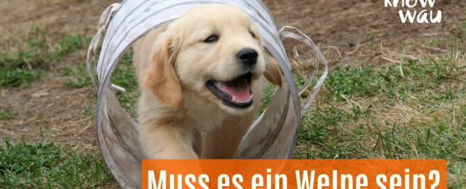 Muss es ein Welpe sein?
