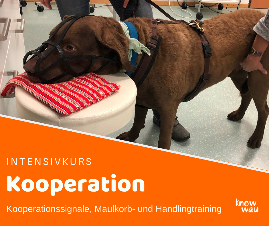 Handlingkurs Intensivkurs Kooperation