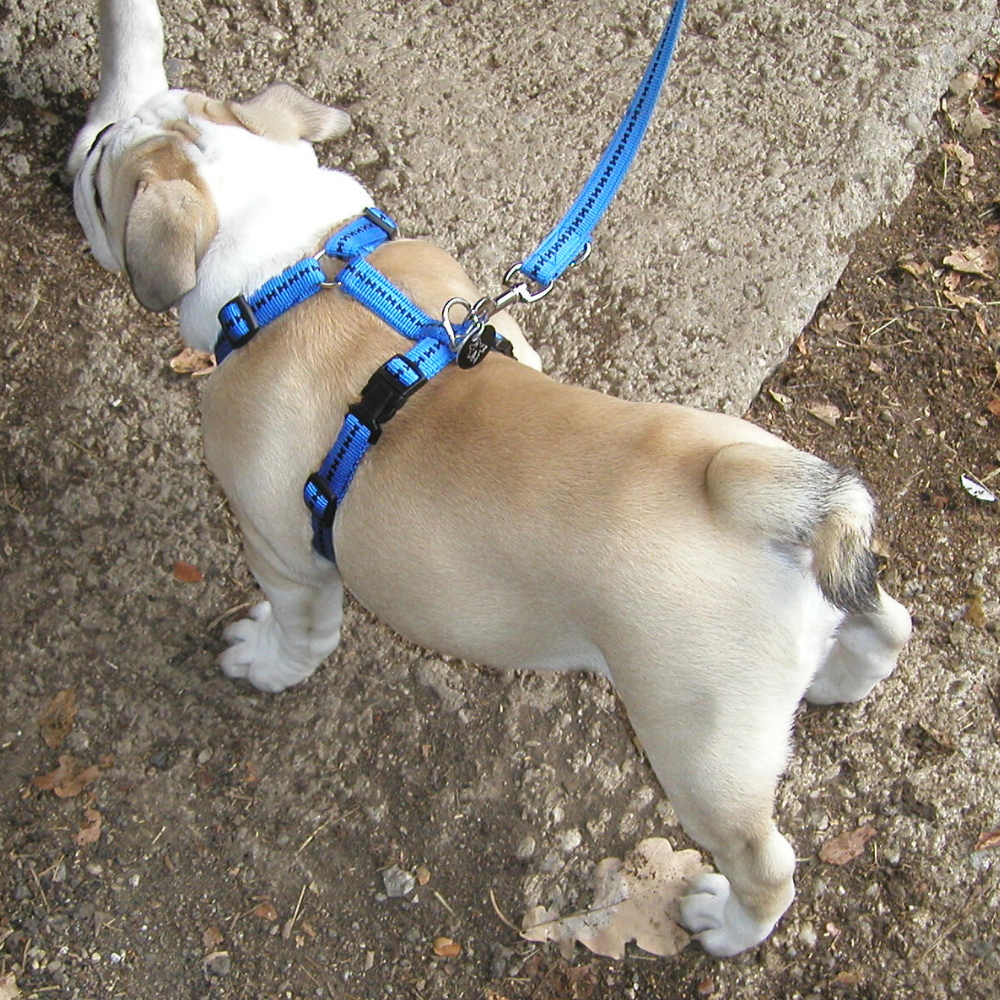 Hundebaby Hundebaby