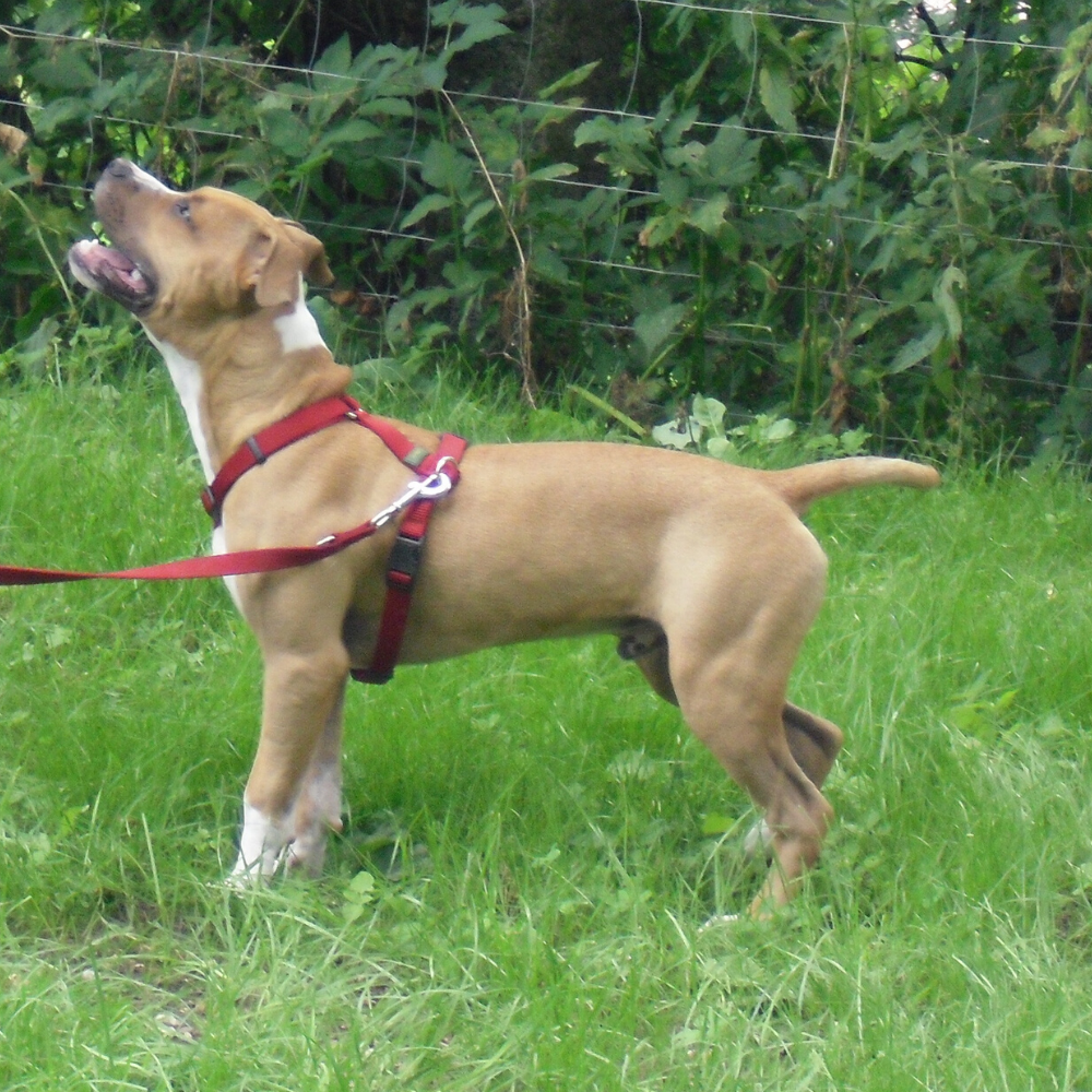 Hunde in der Pubertät