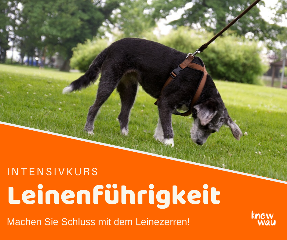 leinenführigkeiteskurs Intensivkurs Leinenführigkeit