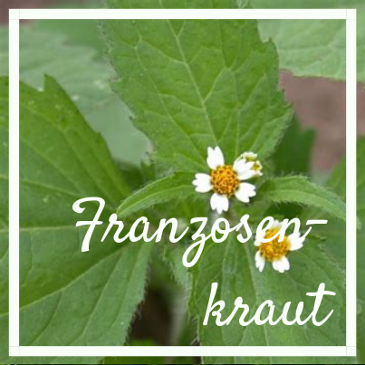 Franzosenkraut, know wau Kräuterwanderung