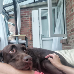 Hund mit Angst sucht Hilfe