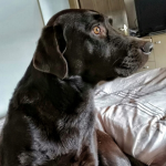 Angst beim Hund erkennen