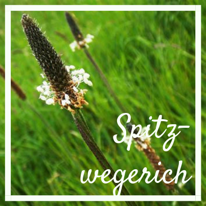 Unkraut oder Wildkraut