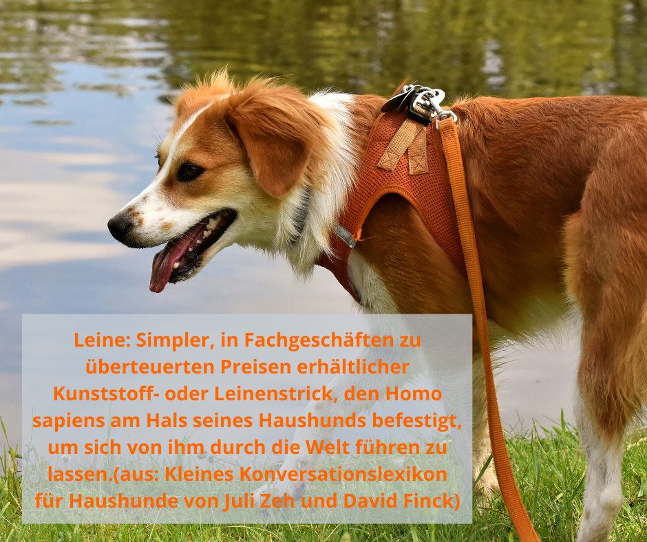 Hund an der Leine