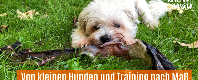 kleiner hund ganz groß