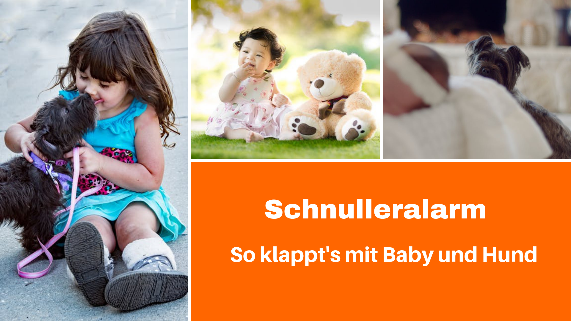 Baby und Hund So klappt's mit Baby und Hund, Onlinevortrag