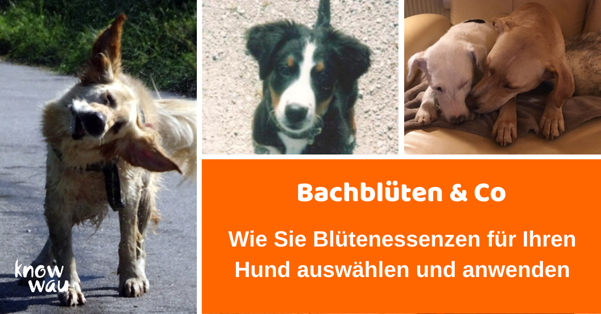 bachblueten und co Bachblueten und Co, Onlinevortrag