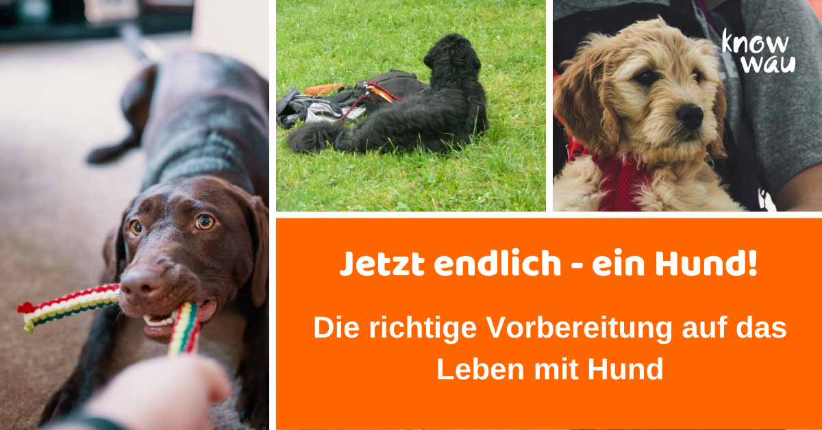 ein hund kommt ins haus Ein Hund kommt ins Haus