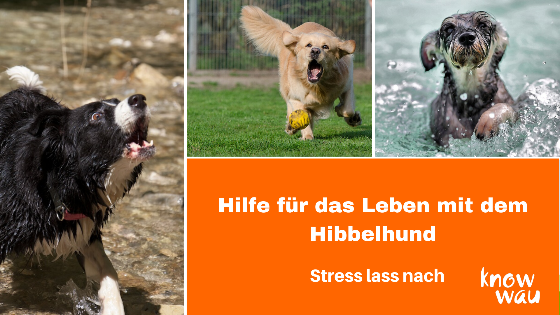hibbelhund Hund kommt nicht zur Ruhe, Onlinevortrag