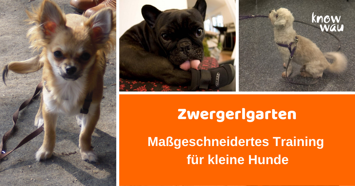 kleine hunde Kleine Hunde sind genauso klug wie gorße Hunde