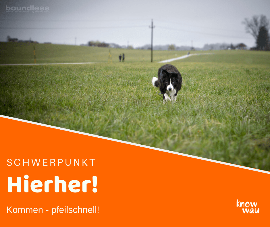 kommen Rückruftraining