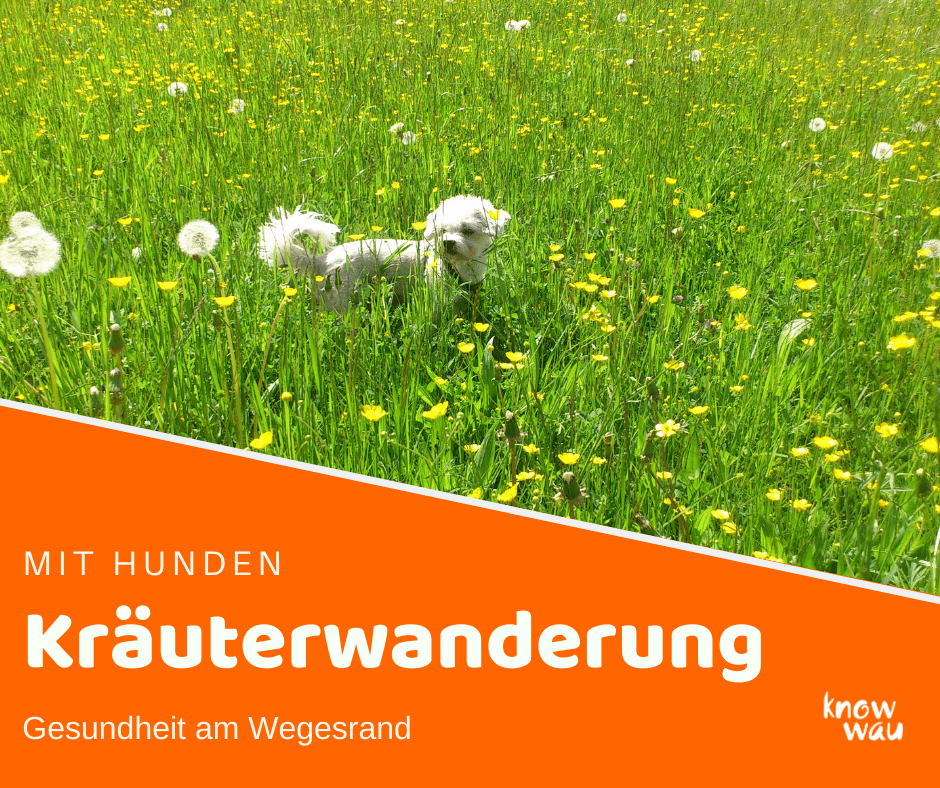 kraeuterwanderung mit hunden